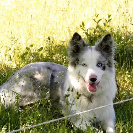 Bed & Breakfast Domaine Des Pins Ladern-sur-Lauquet