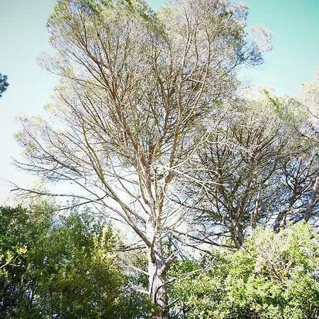 فندق مبيت وإفطار Domaine Des Pins *